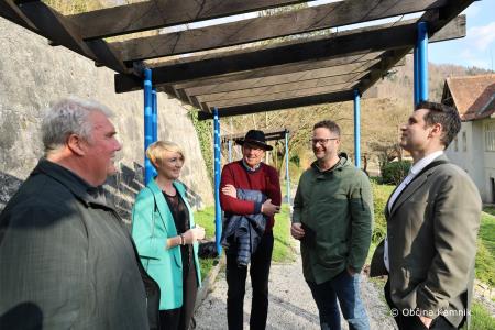 Rez kamniške potomke najstarejše vinske trte (4)